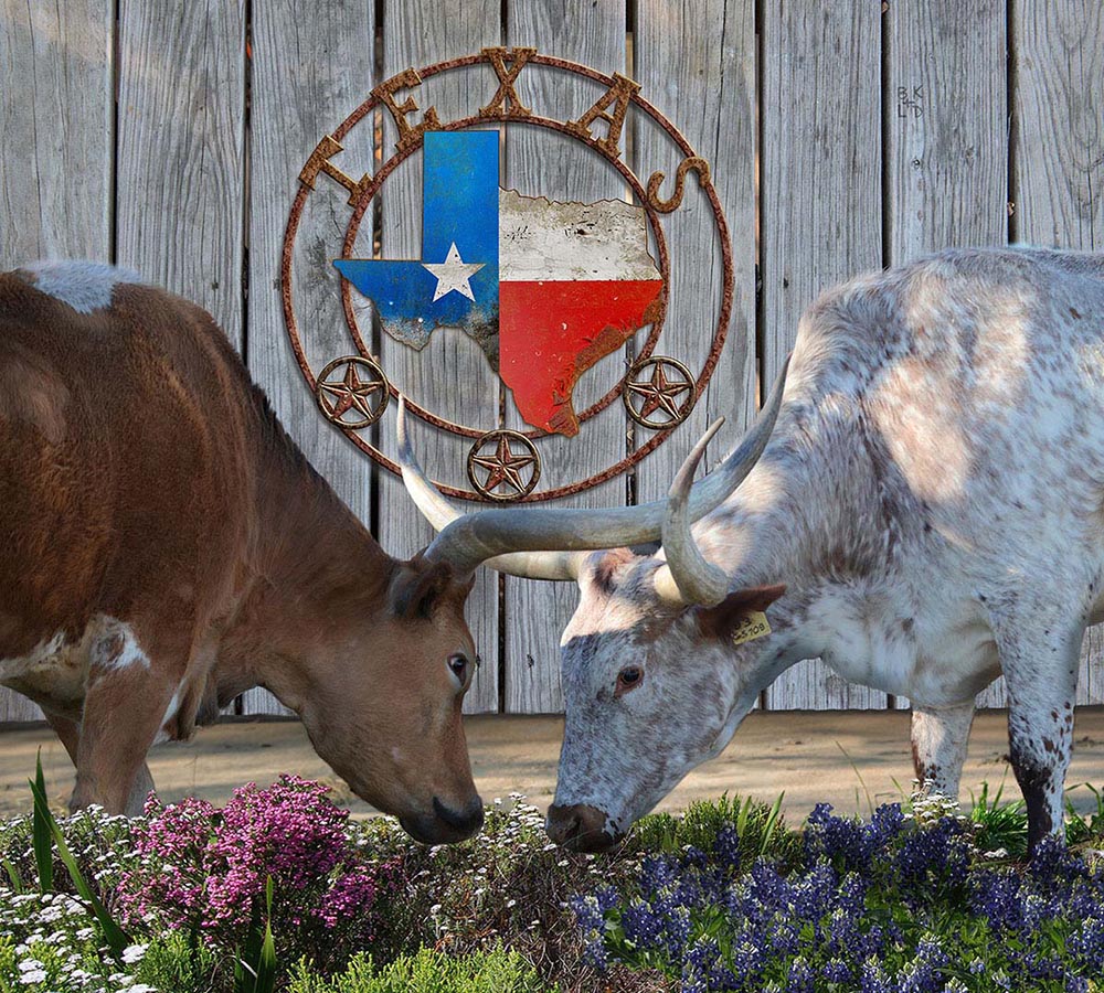 Texas Longhorns in Love